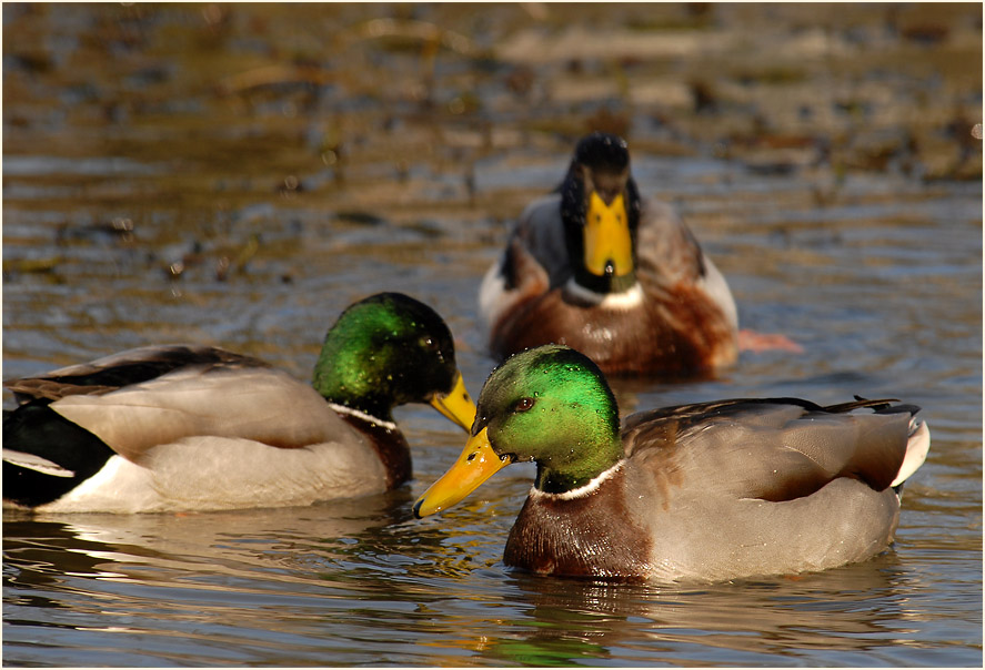 Stockente (Anas platyrhynchos)