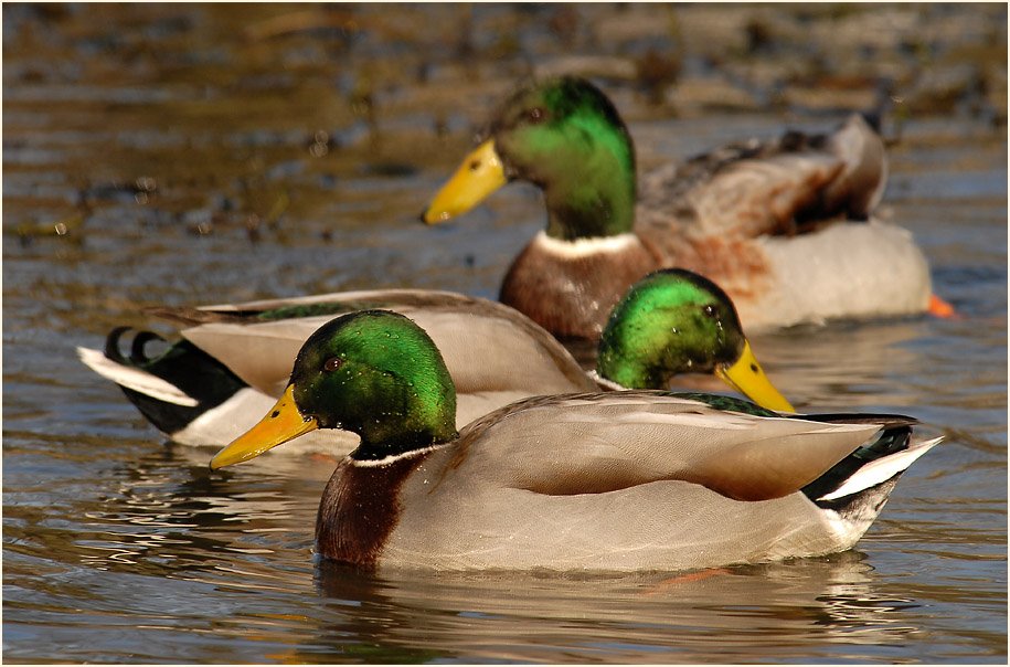 Stockente (Anas platyrhynchos)
