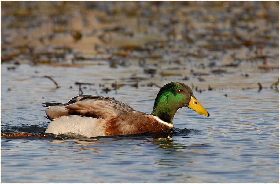 Stockente (Anas platyrhynchos)