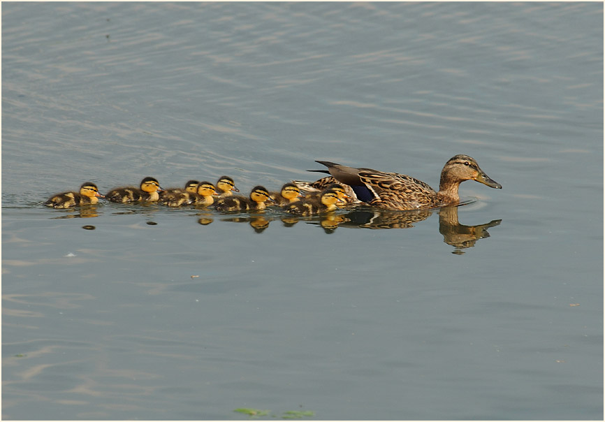 Stockente (Anas platyrhynchos)