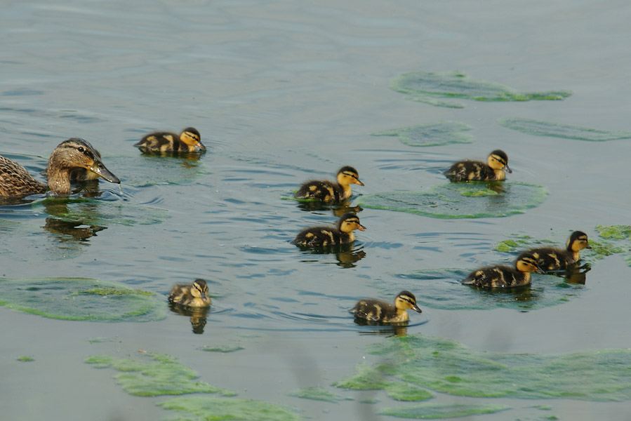 Stockente (Anas platyrhynchos)