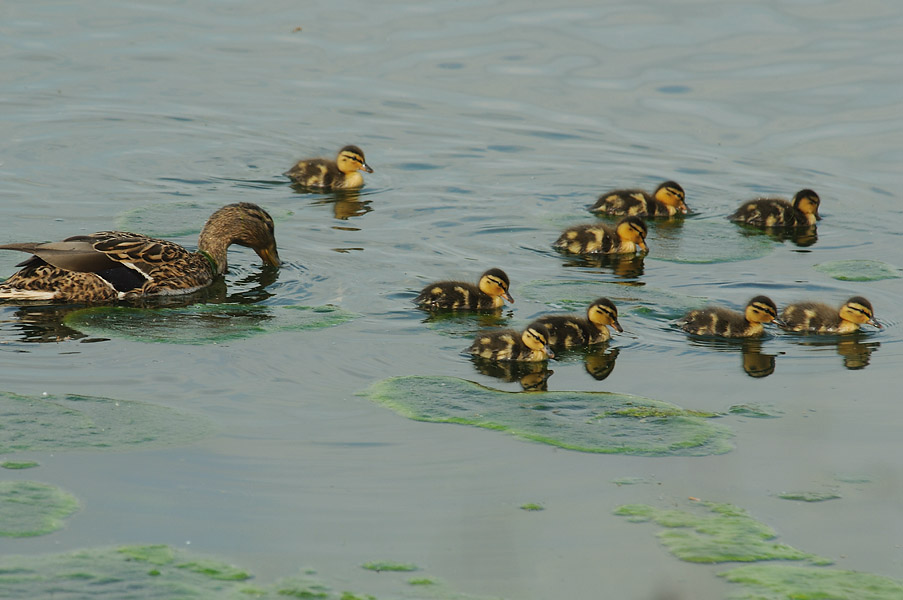 Stockente (Anas platyrhynchos)