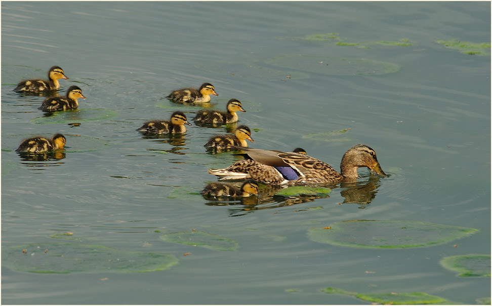 Stockente (Anas platyrhynchos)