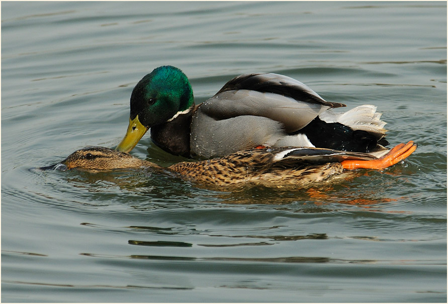 Stockente (Anas platyrhynchos)