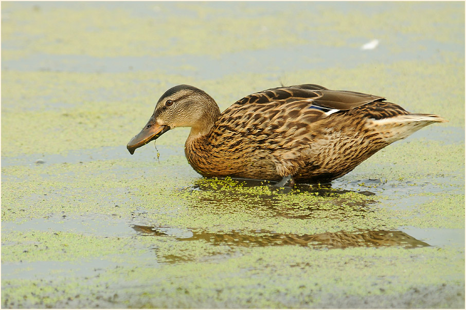 Stockente (Anas platyrhynchos)