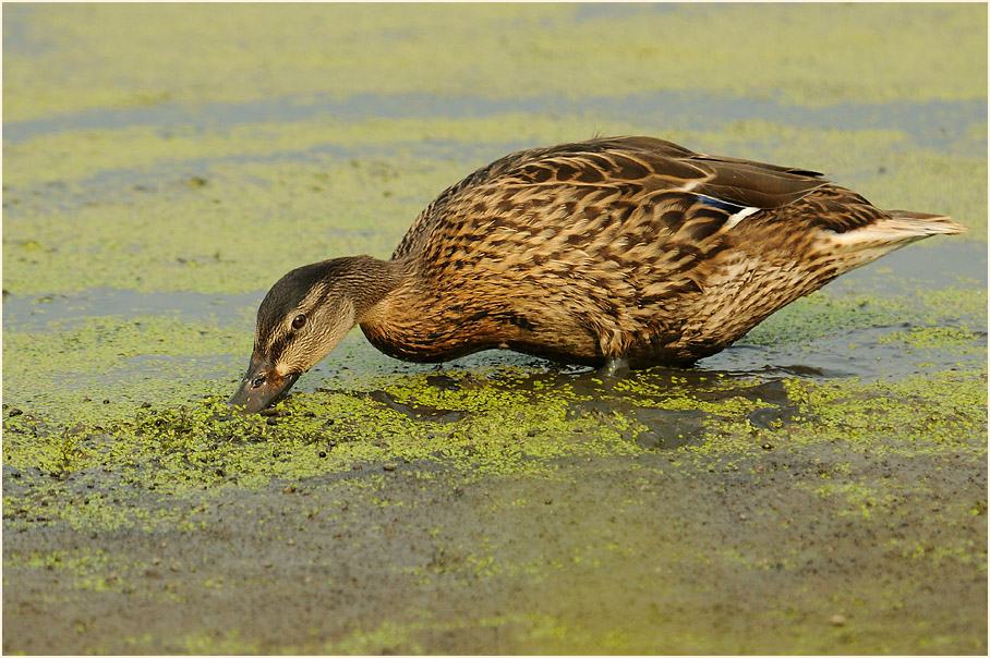 Stockente (Anas platyrhynchos)