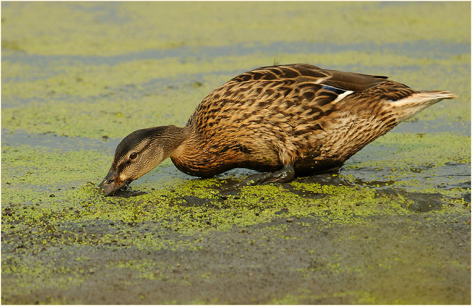 Stockente (Anas platyrhynchos)