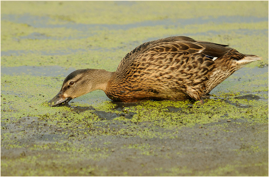 Stockente (Anas platyrhynchos)