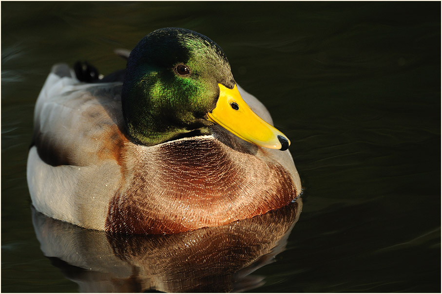 Stockente (Anas platyrhynchos)