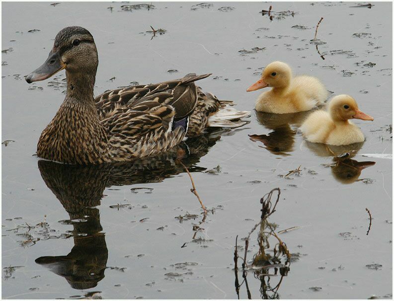 Stockente (Anas platyrhynchos)