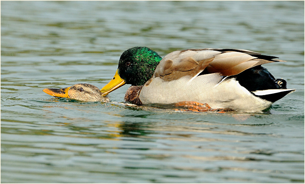 Stockente (Anas platyrhynchos)