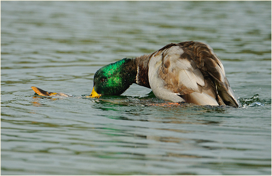 Stockente (Anas platyrhynchos)