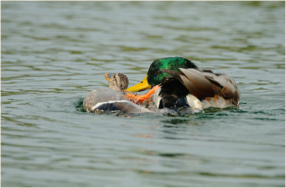 Stockente (Anas platyrhynchos)