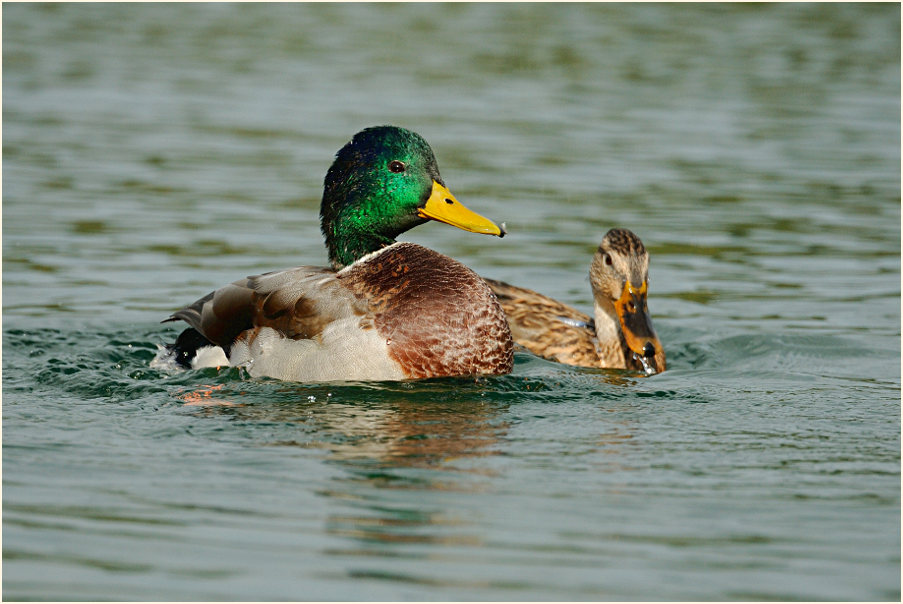 Stockente (Anas platyrhynchos)