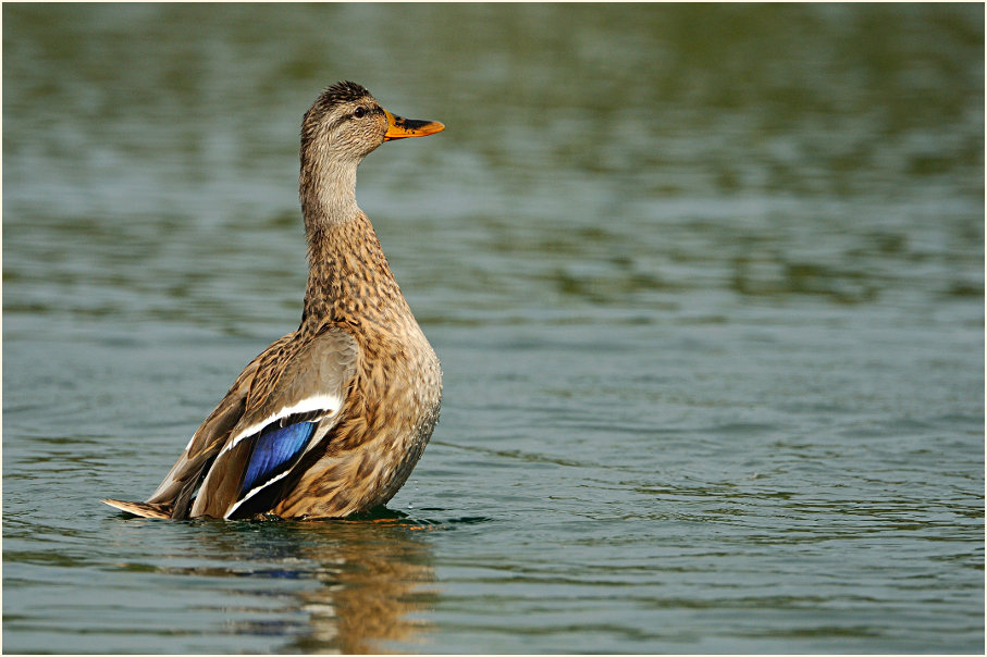 Stockente (Anas platyrhynchos)