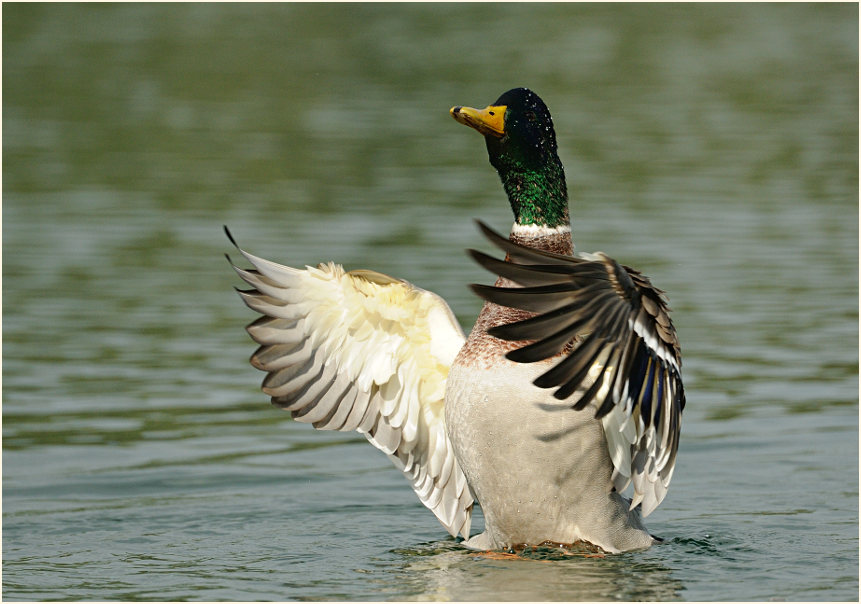 Stockente (Anas platyrhynchos)