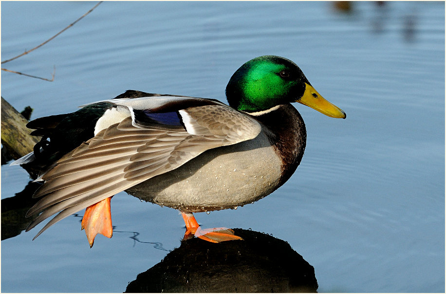 Stockente (Anas platyrhynchos)