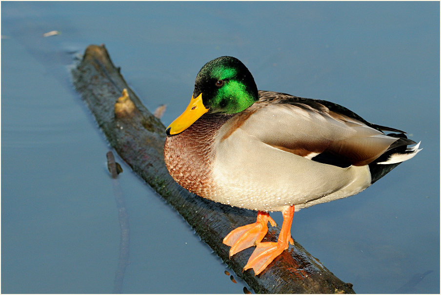 Stockente (Anas platyrhynchos)