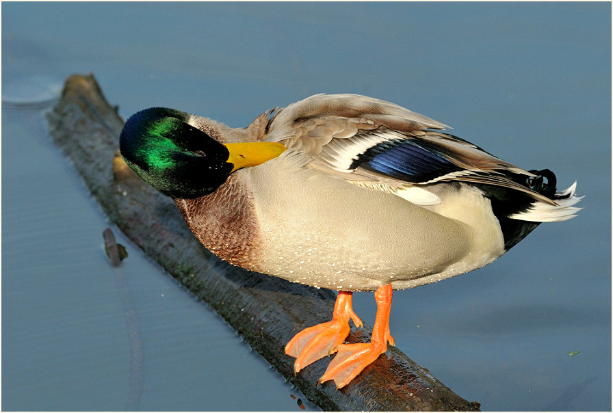 Stockente (Anas platyrhynchos)