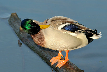 vergrößern