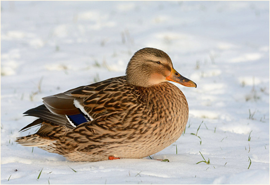 Stockente (Anas platyrhynchos)
