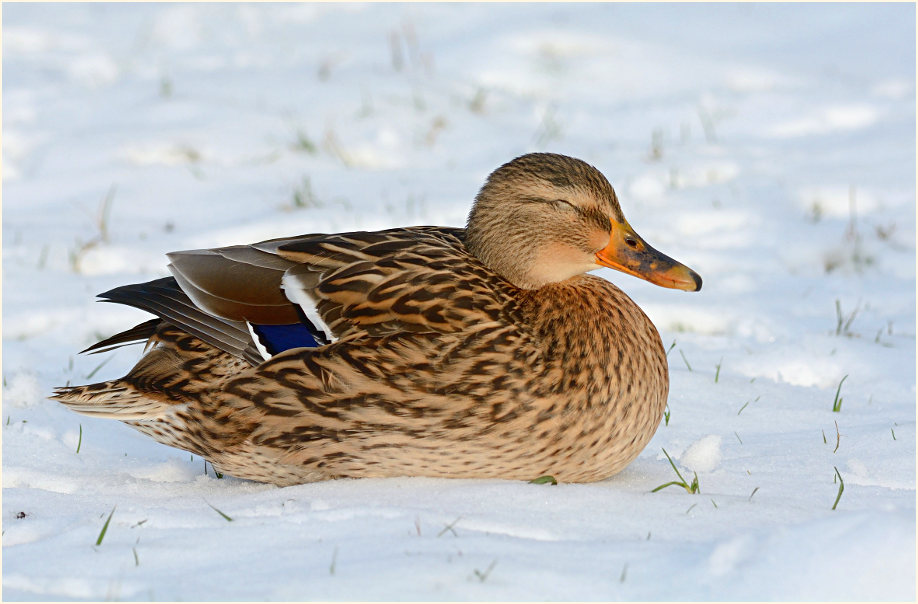 Stockente (Anas platyrhynchos)