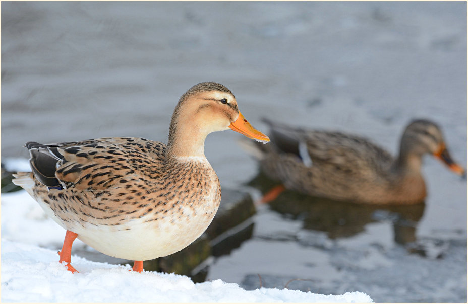 Stockente (Anas platyrhynchos)