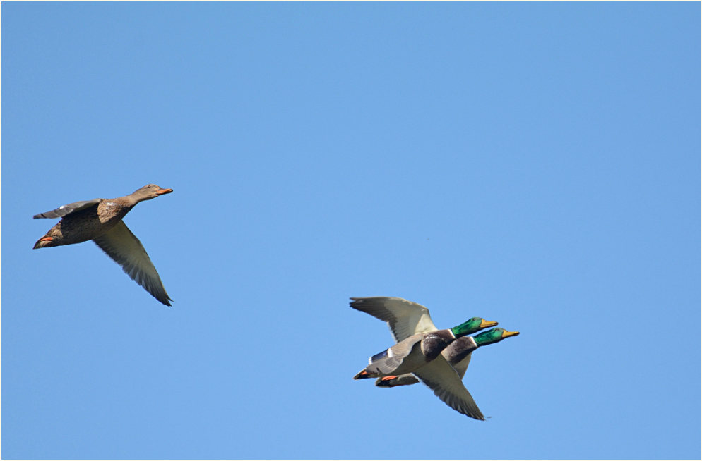 Stockente (Anas platyrhynchos)