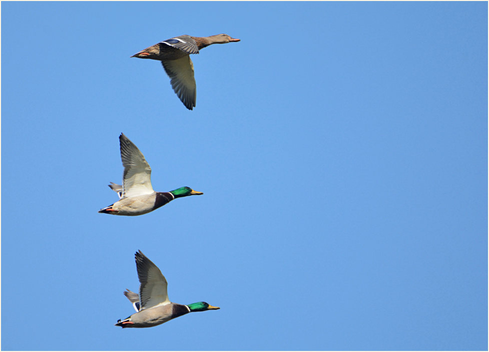 Stockente (Anas platyrhynchos)
