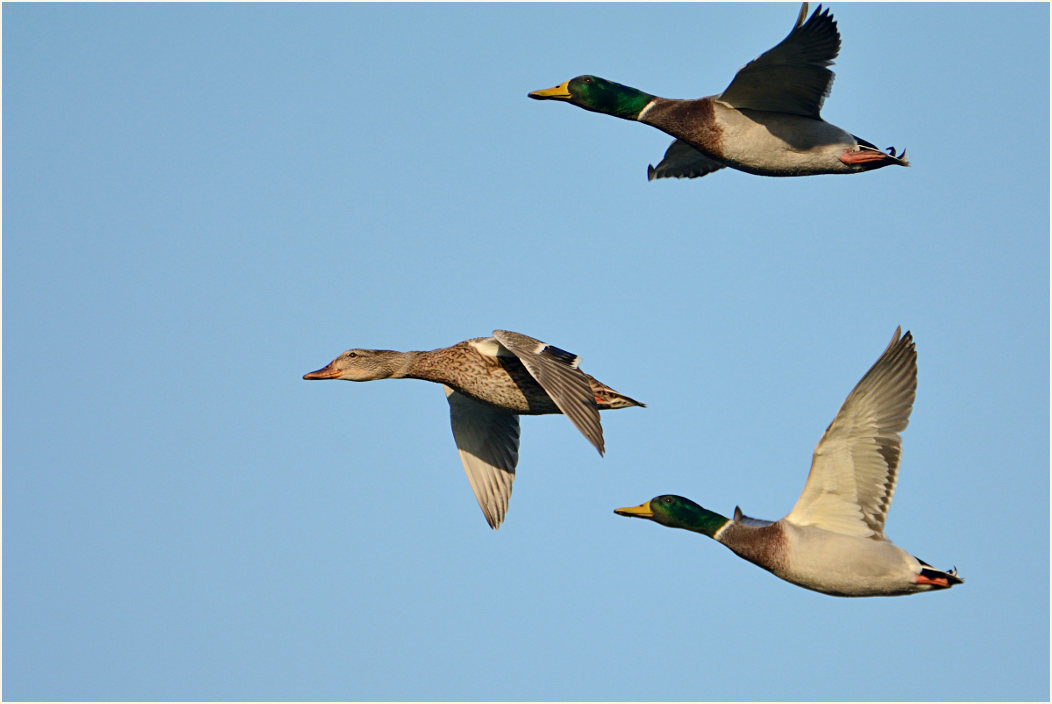 Stockente (Anas platyrhynchos)