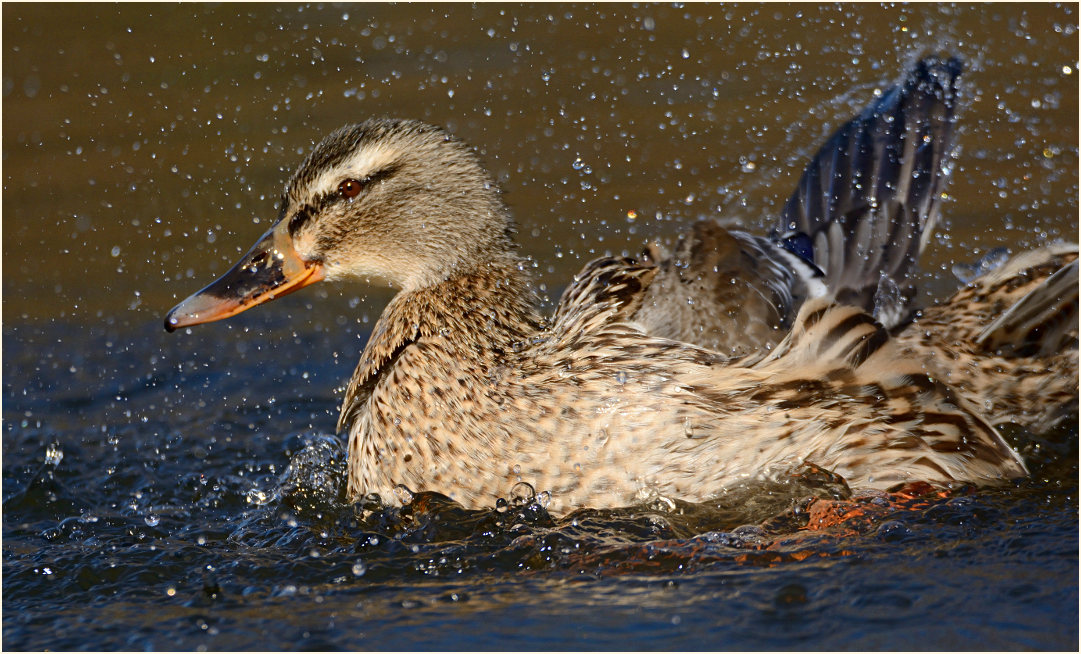 Stockente (Anas platyrhynchos)