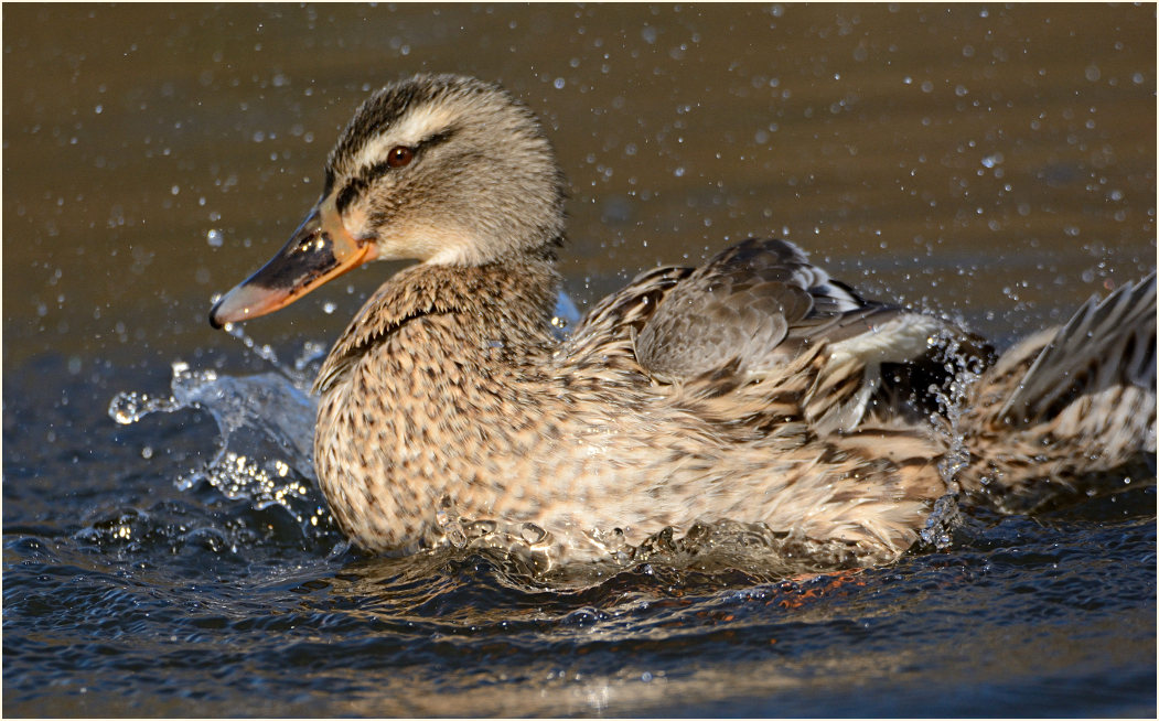 Stockente (Anas platyrhynchos)