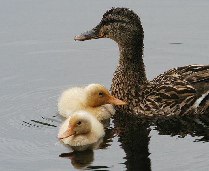 Stockente (Anas platyrhynchos)