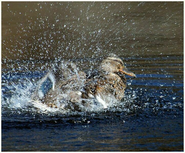 Stockente (Anas platyrhynchos)