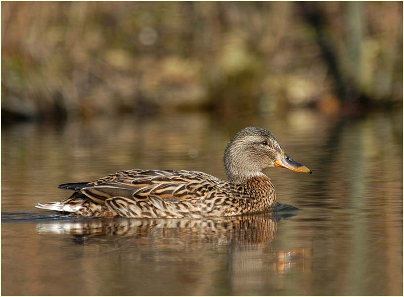 Stockente (Anas platyrhynchos)