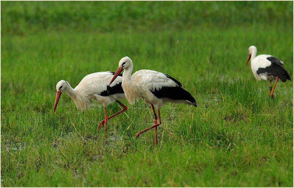 Weißstorch (Ciconia ciconia)