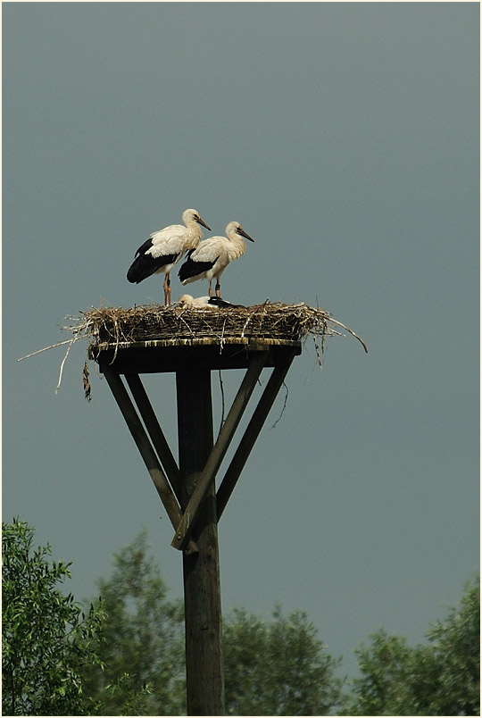 Weißstorch (Ciconia ciconia)