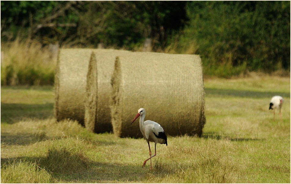 Weißstorch (Ciconia ciconia)