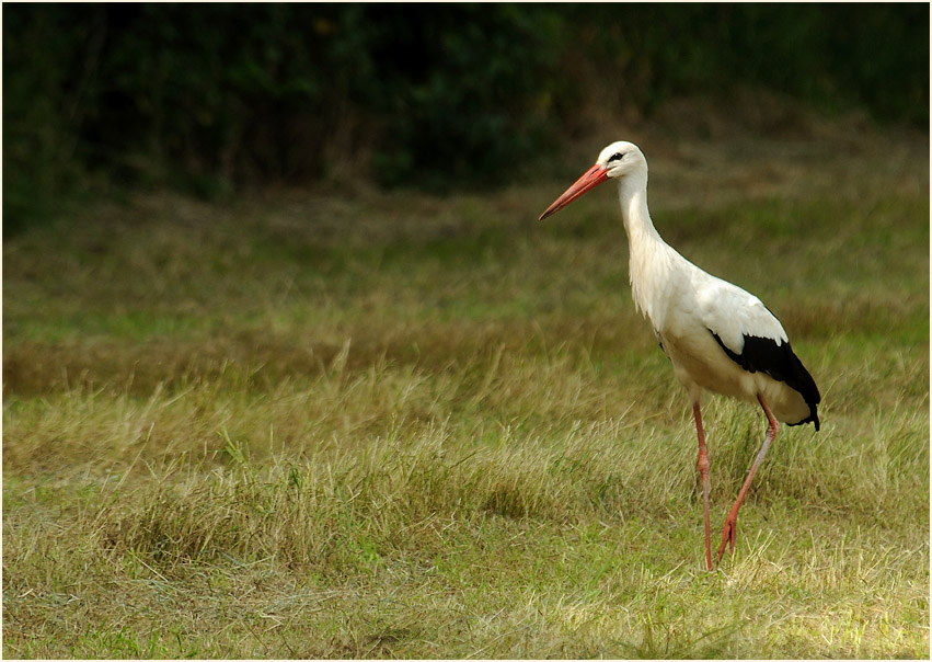 Weißstorch (Ciconia ciconia)