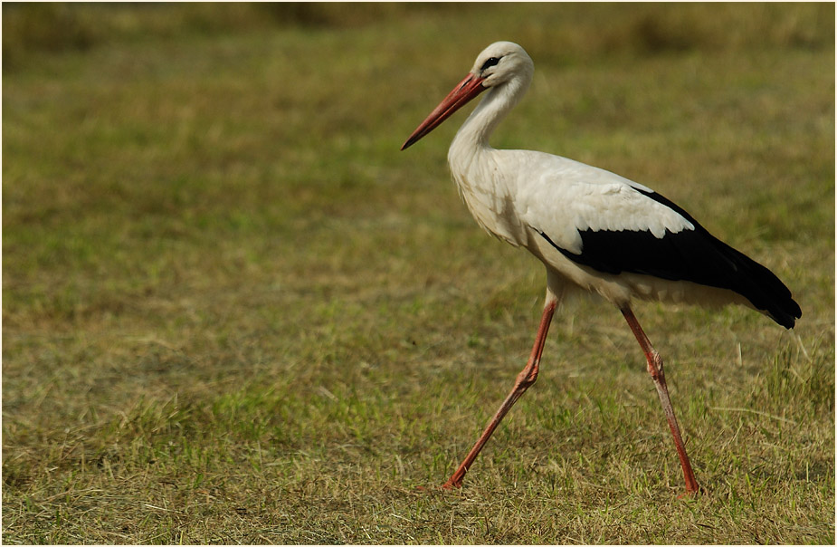 Weißstorch (Ciconia ciconia)