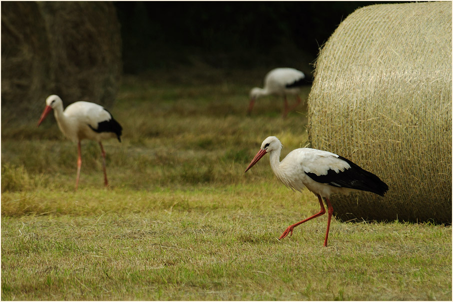 Weißstorch (Ciconia ciconia)