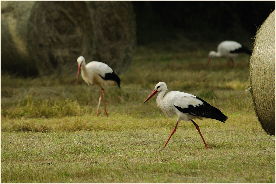 Weißstorch (Ciconia ciconia)