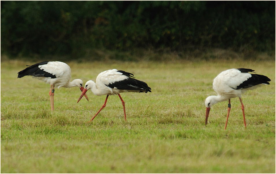 Weißstorch (Ciconia ciconia)