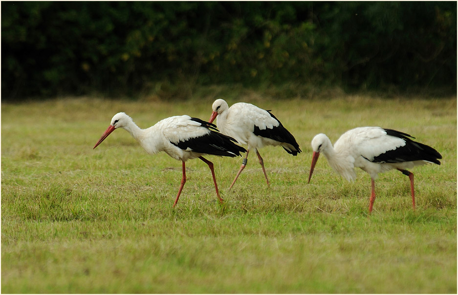 Weißstorch (Ciconia ciconia)