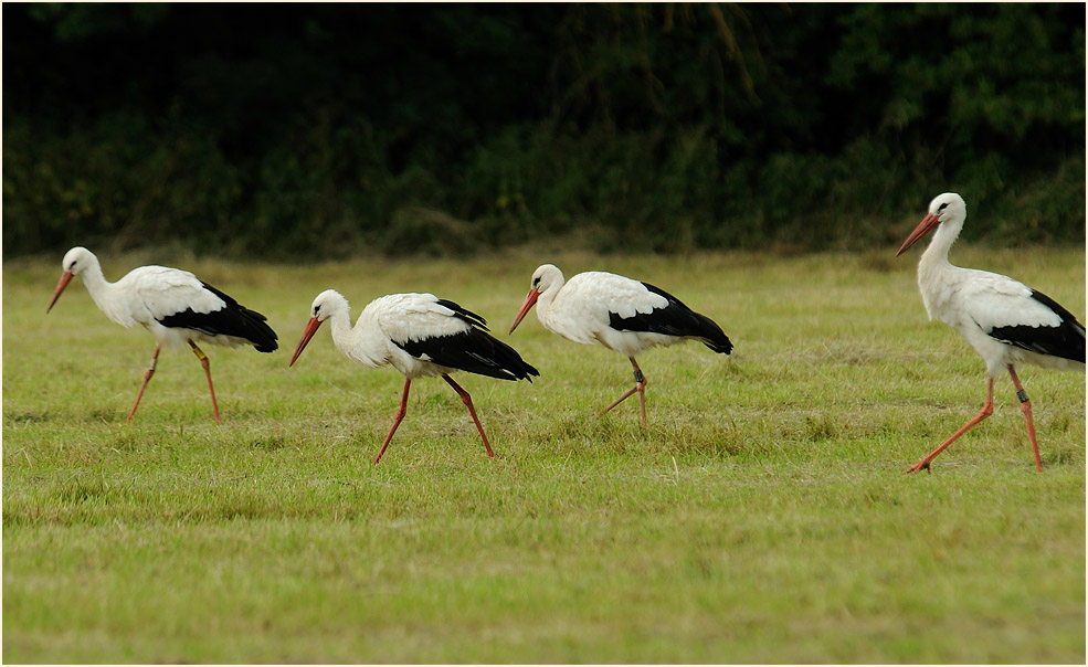 Weißstorch (Ciconia ciconia)