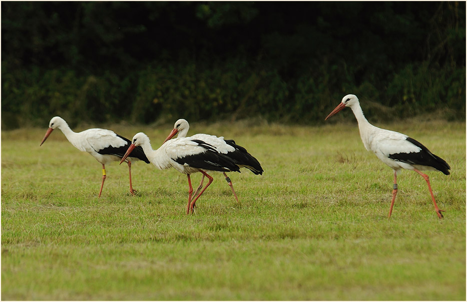 Weißstorch (Ciconia ciconia)