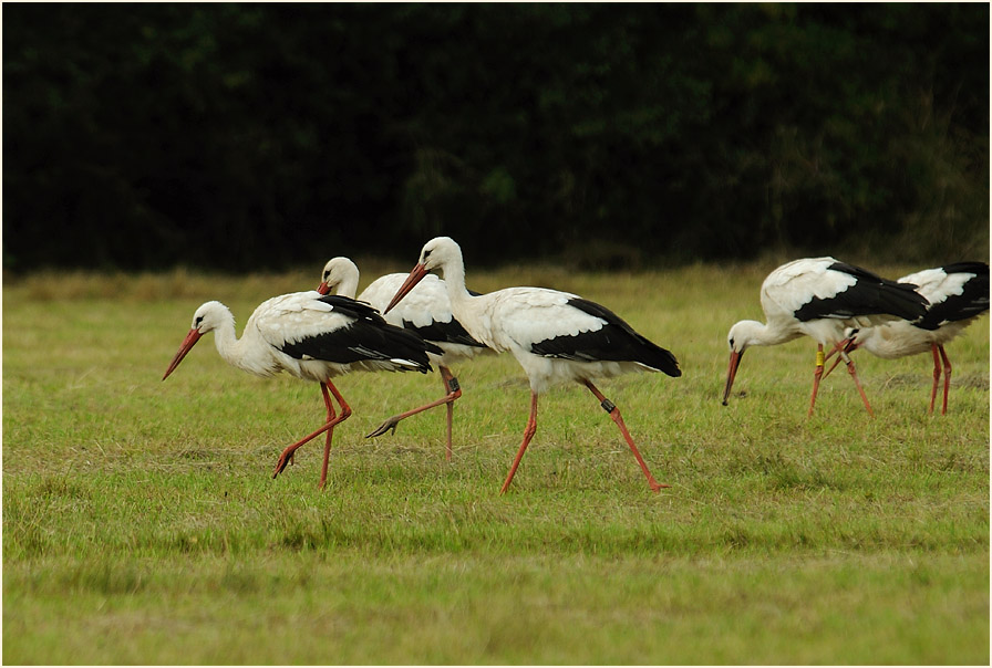 Weißstorch (Ciconia ciconia)