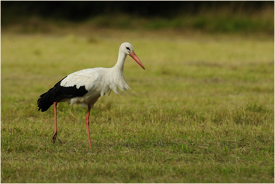 Wei&szlig;storch (Ciconia ciconia)