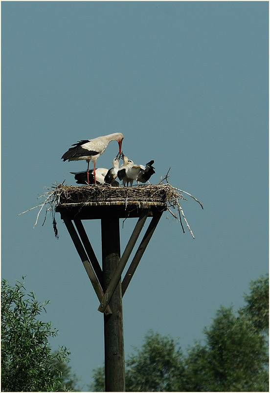 Weißstorch (Ciconia ciconia)