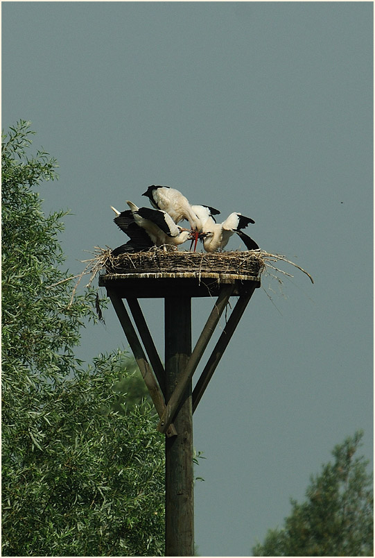 Weißstorch (Ciconia ciconia)